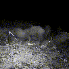 TrailGlance | Night Vision Outdoor Wildlife Trail Camera