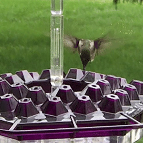 Outdoor Hummingbird Feeder – Multi-Port Nectar Feeder with Perches